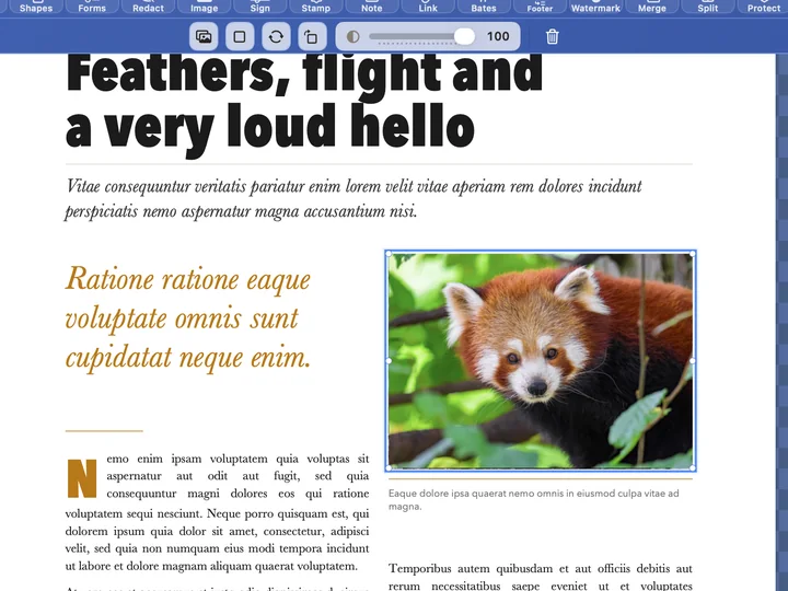 A photograph of a red panda added to a magazine page and selected, with its handles.